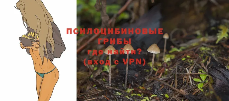 мориарти формула  Николаевск-на-Амуре  Галлюциногенные грибы Psilocybe  хочу  